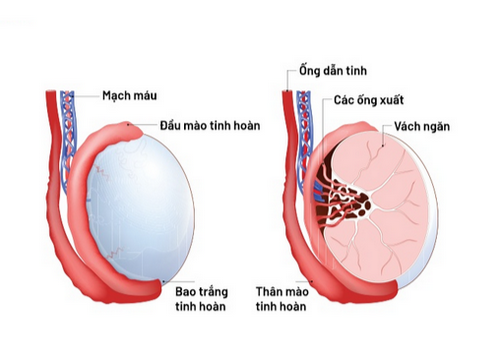 Bệnh tinh hoàn thường gặp và dấu hiệu điển hình