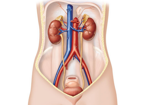 Bí tiểu là bị làm sao? Điều trị bí tiểu như thế nào hiệu quả