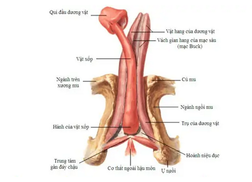 Hình ảnh dương vật nam giới, các bệnh lý dương vật thường gặp