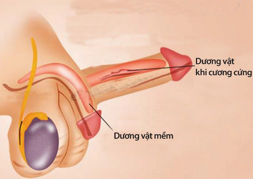 Rối loạn cương dương: Nguyên nhân, dấu hiệu và cách điều trị