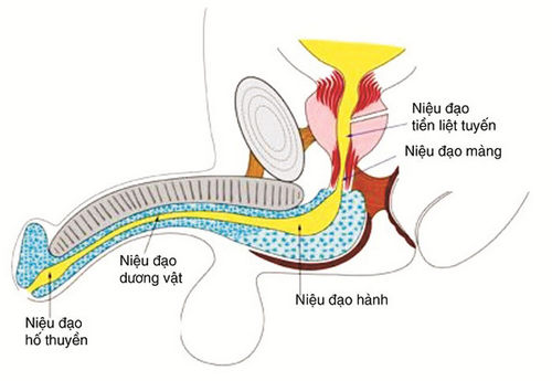 Tiểu buốt tiểu rắt có phải là bệnh không? Bệnh gì?