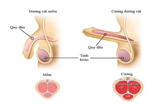 Nam giới đi tiểu hơi buốt đầu dương vật có làm sao không?